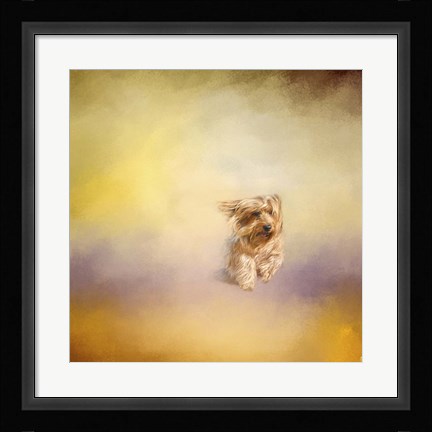Framed Yorkie Running Into The Wind Print