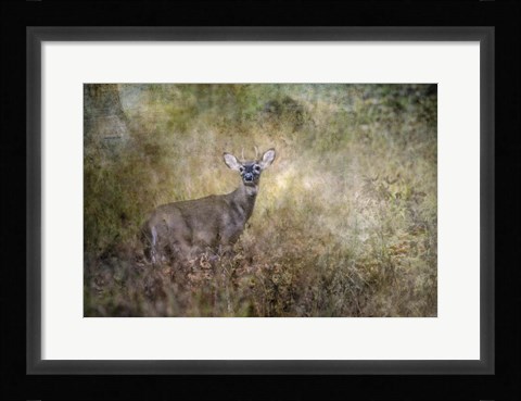 Framed Young Buck Print