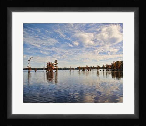 Framed Autumn Cypress Trees Print
