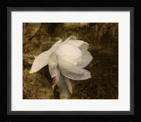 Framed Cape Jasmine Gardenia 1 Print