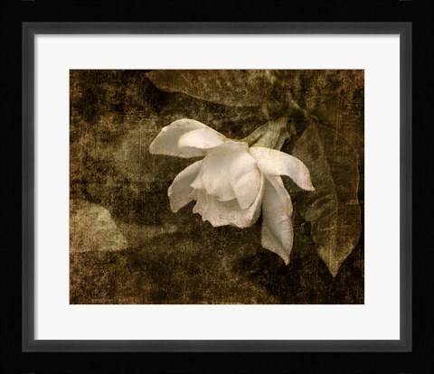 Framed Cape Jasmine Gardenia 2 Print