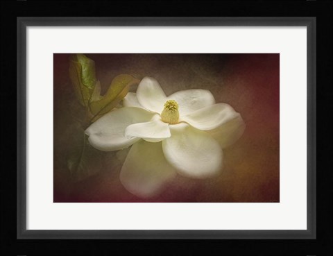 Framed Magnolia In Bloom 2 Print