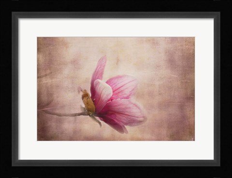 Framed Pink Magnolia 1 Print