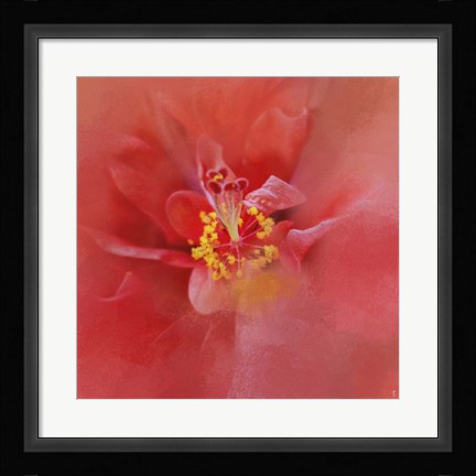 Framed Salmon Hibiscus 1 Print