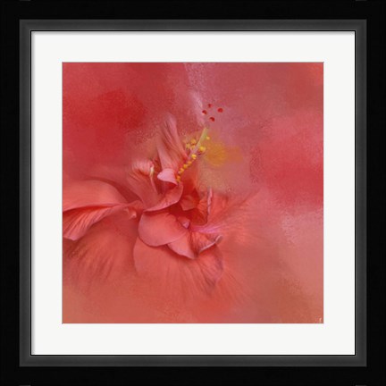 Framed Salmon Hibiscus 2 Print