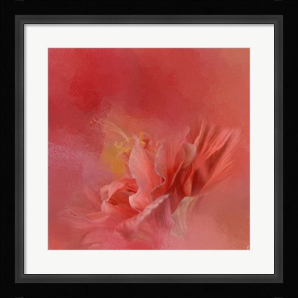 Framed Salmon Hibiscus 3 Print