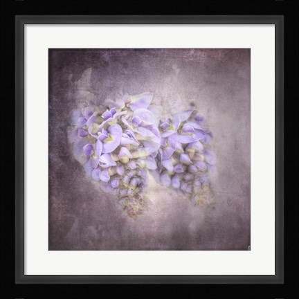 Framed Sweet Wisteria Print