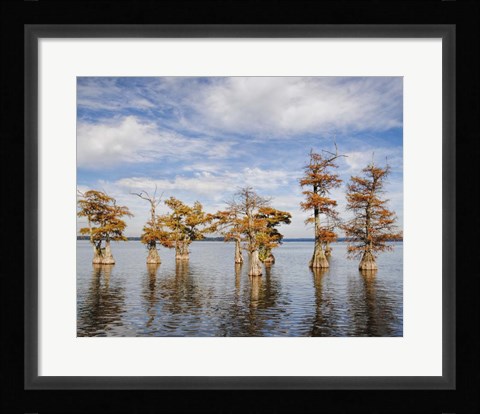 Framed Through The Cypress Garden Print