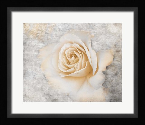 Framed Vintage Rose 2 Print