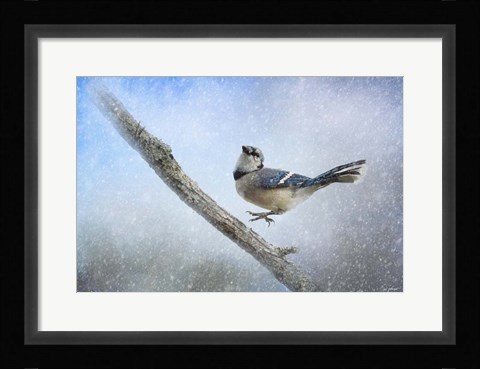 Framed Bluejay In The Snow Print