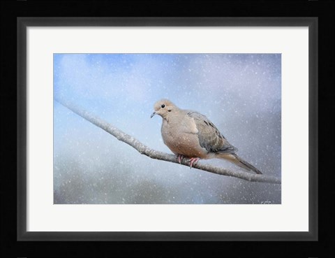 Framed Dove In The Snow Print
