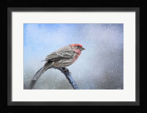Framed Finch In The Snow Print