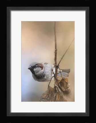 Framed Hanging On Sparrow Print