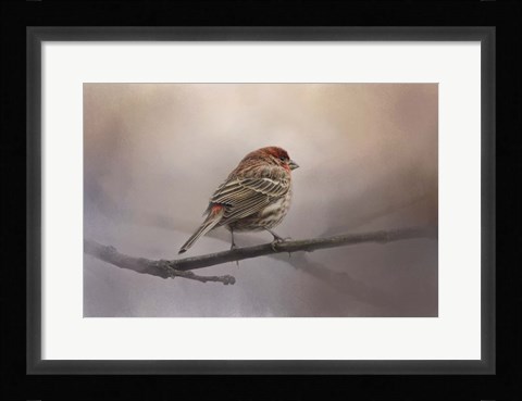 Framed House Finch In January Print