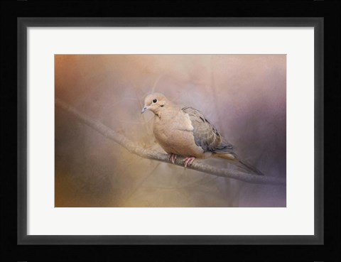 Framed Mourning Dove On A Winter Evening Print