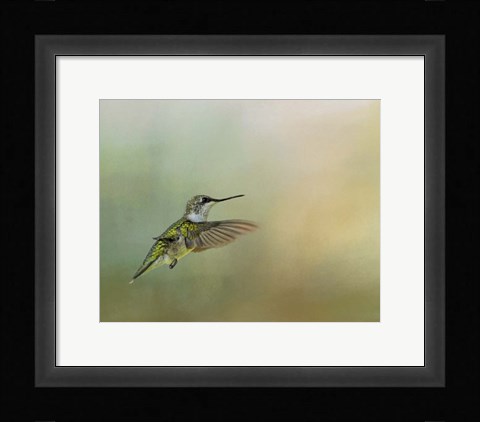 Framed Peaceful Day With A Hummingbird Print