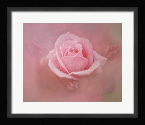 Framed Pink Rose After The Storm Print