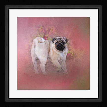 Framed Pug In The Garden Print