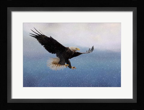 Framed Snowy Flight Bald Eagle Print