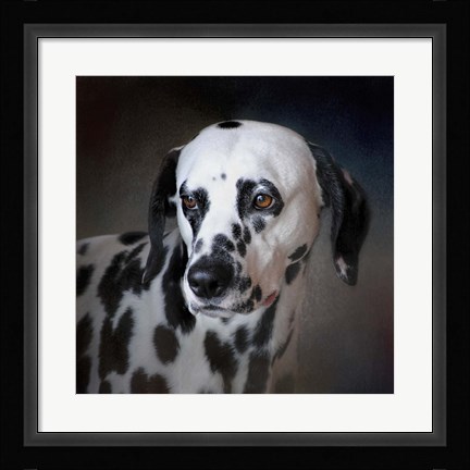 Framed Firemans Dog Dalmatian Print