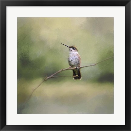 Framed Tiny Visitor Hummingbird Print