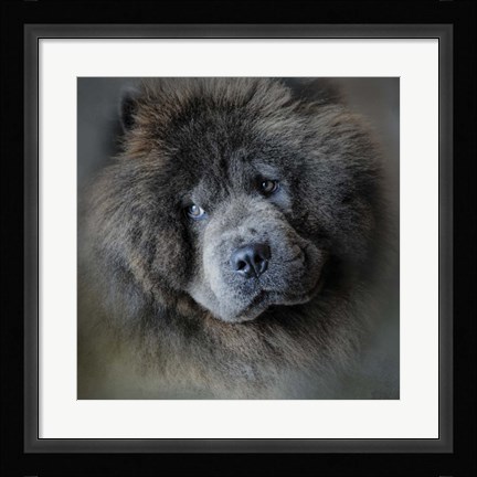 Framed Watching Master Blue Chow Chow Print
