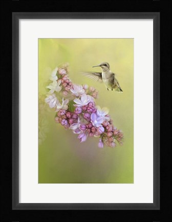 Framed Chasing Lilacs Print