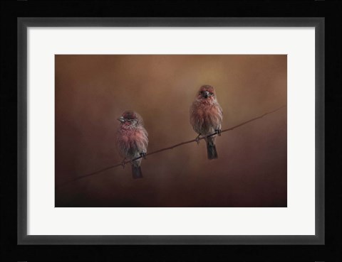 Framed Pair Of Finches Print