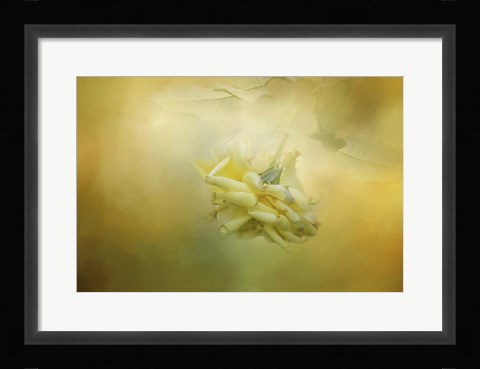 Framed Last Yellow Rose Print