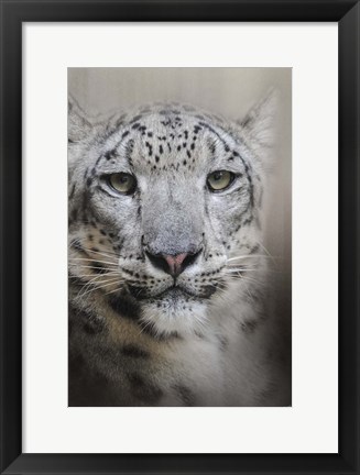 Framed Stare Of The Snow Leopard Print