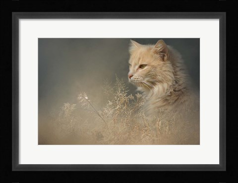 Framed At Dawn Print