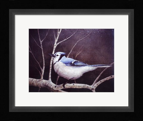 Framed Blue Jay Print