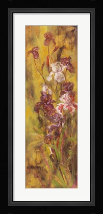 Framed Bearded Iris III Print