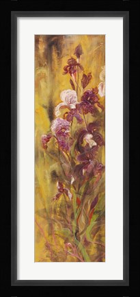 Framed Bearded Iris IV Print