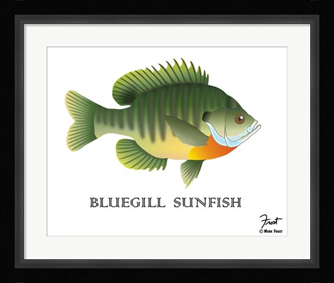 Framed Bluegill Sunfish Print