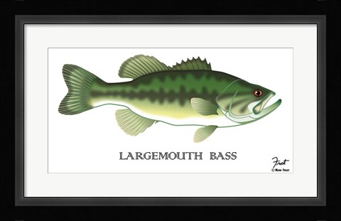 Framed Largemouth Bass Print