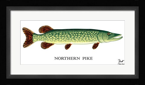 Framed Northern Pike Print