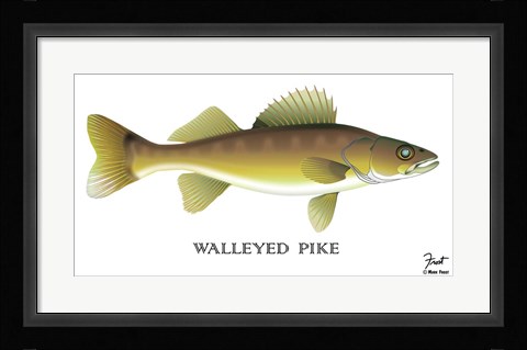 Framed Walleyed Pike Print