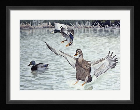 Framed Decoyed Ducks Print