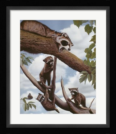 Framed Ringtail Reveille Print