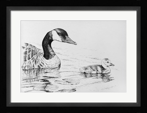 Framed Canada Goose And Baby Print