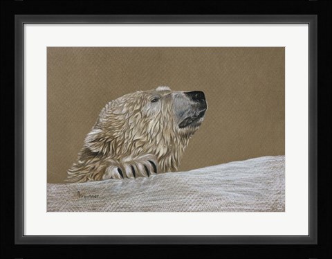 Framed Polar Bear Print