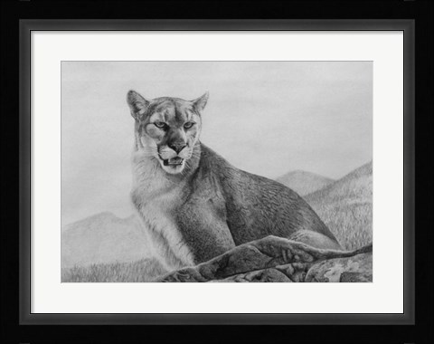 Framed Cougar Study Print