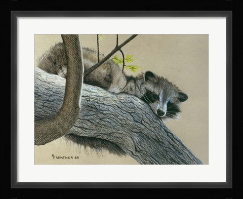 Framed Raccoon Print