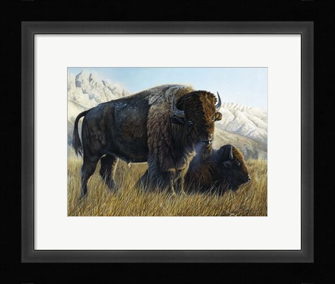 Framed Resting Buffalo Print