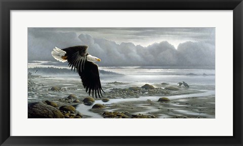 Framed Lowtide - Bald Eagle Print