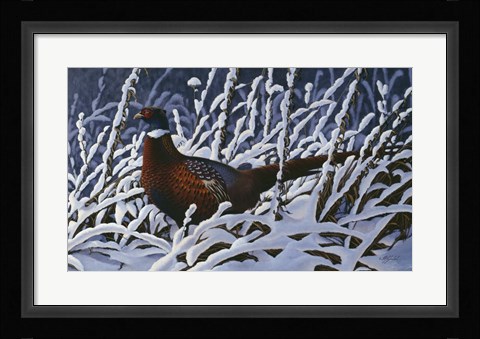 Framed Fresh Snow - Ringneck Pheasant Print