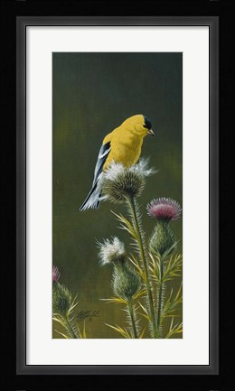 Framed Goldfinch On Thistle Print