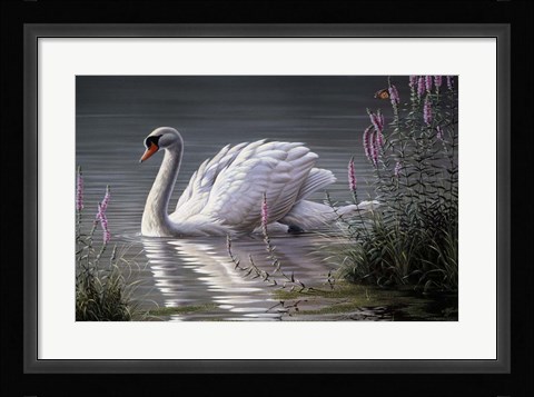 Framed Summer Idyll - Mute Swan Print