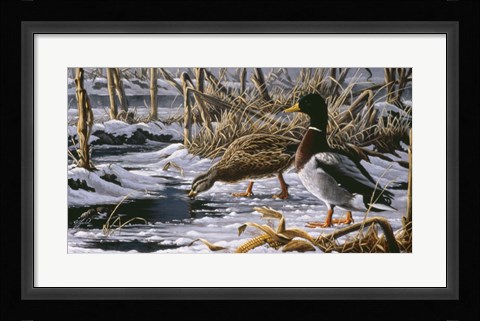 Framed Spring Thaw - Mallards Print